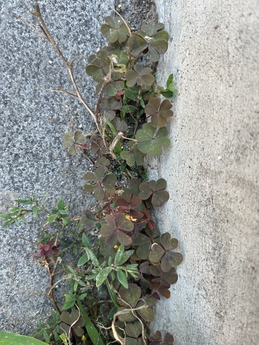 Oxalis corniculata repens