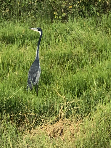 iNaturalist image