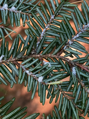 Hemlock Woolly Adelgid