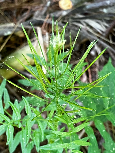 narrow-leaved bittercress