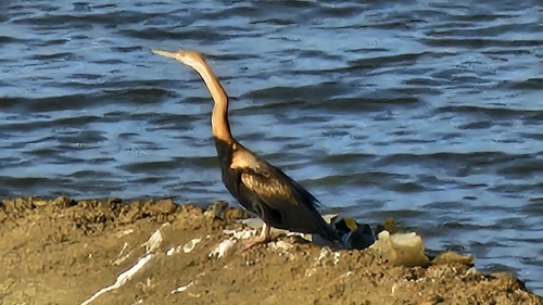 iNaturalist image