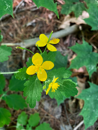 Greater celandine