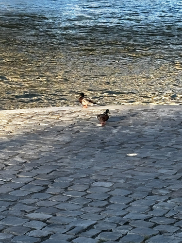 Mallard