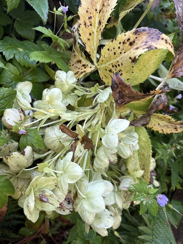 Corsican Hellebore