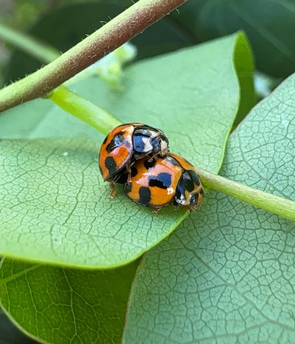 Variable Ladybird Beetle