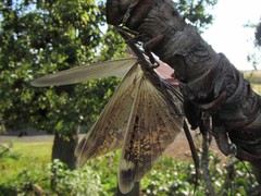 Ischnomantis