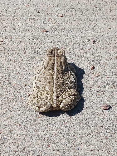Woodhouse's Toad observed by westernks