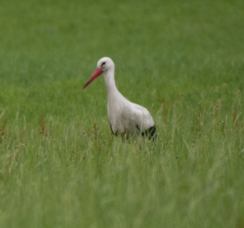 White Stork