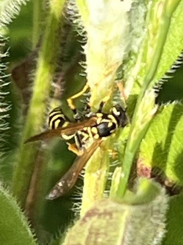 European Paper Wasp