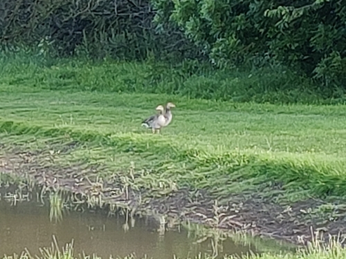 Greylag Goose observed by mitchleb