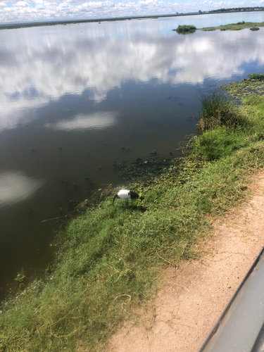 iNaturalist image