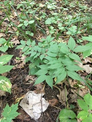 Lathyrus vernus