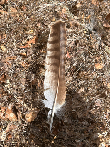 iNaturalist observation photo of Red-tailed Hawk