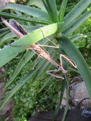 Ischnomantis