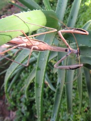 Ischnomantis
