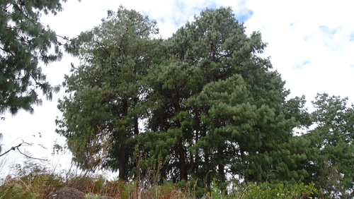 Jelecote pine