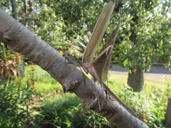 Ischnomantis