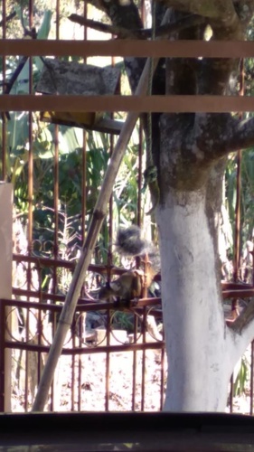 White-naped Squirrel