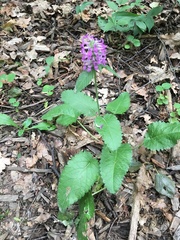 Betonica officinalis