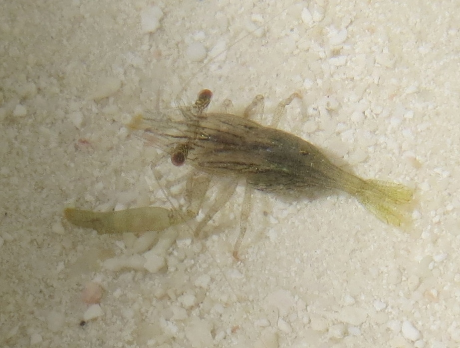 Harpiliopsis beaupresii
