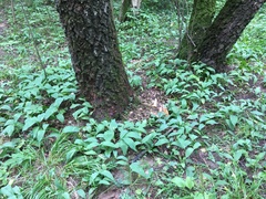 Convallaria majalis