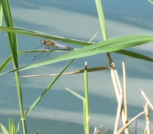 Black-tailed Skimmer