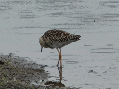 iNaturalist image