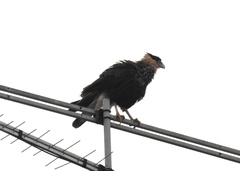 Caracara plancus