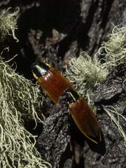 Epistomentis pictus