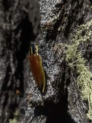 Epistomentis pictus