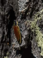 Epistomentis pictus