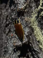 Epistomentis pictus