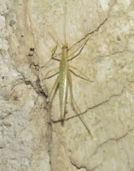 Oecanthus leptogrammus