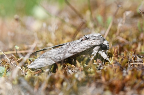 Convolvulus Hawkmoth