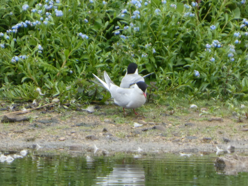 Common Tern observed by alangray222