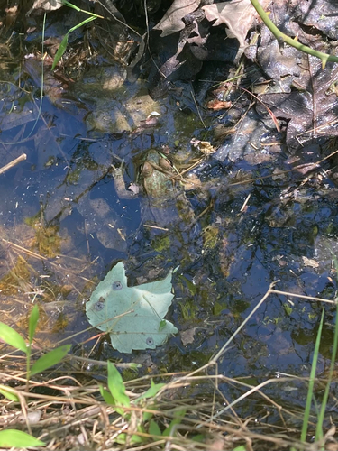 Green Frog