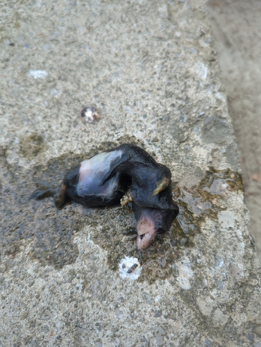 Northern Short-tailed Shrew observed by max_s_r