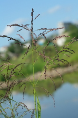 Glyceria arundinacea
