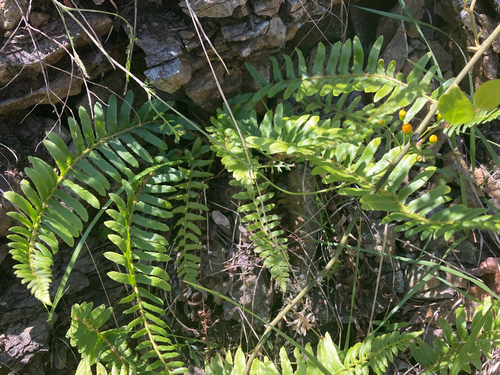 Christmas fern