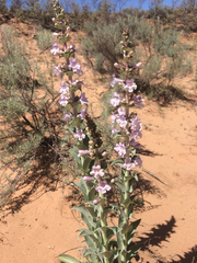 Penstemon buckleyi