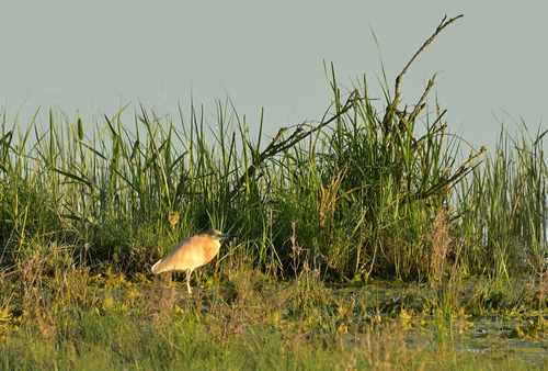 iNaturalist image