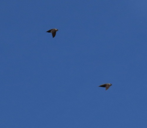 Chimney Swift observed by gyrrlfalcon