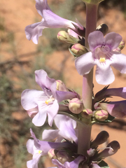Penstemon buckleyi