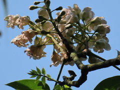 Bretschneidera sinensis