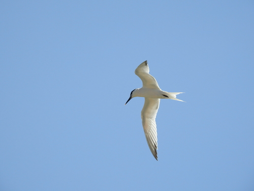 iNaturalist image
