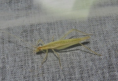 Oecanthus leptogrammus