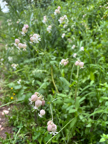 bladder campion