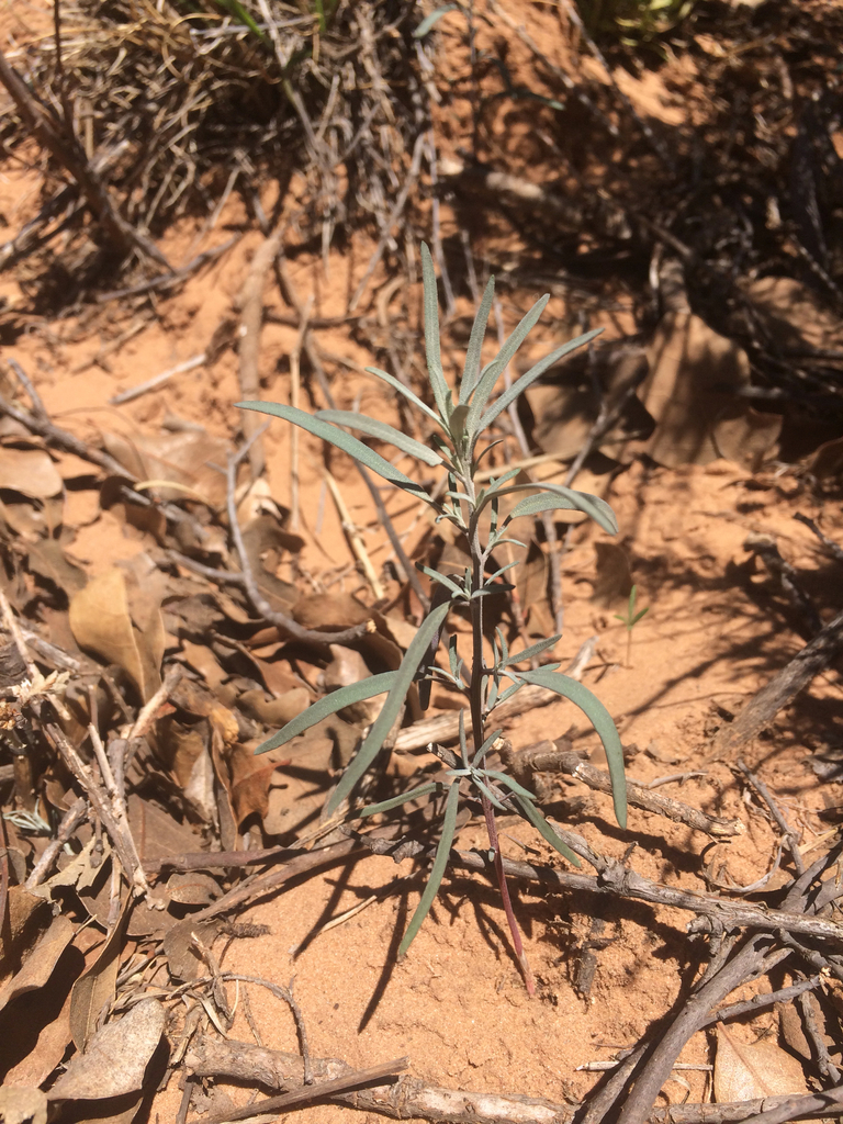 Sandhill Goosefoot