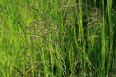 Glyceria arundinacea