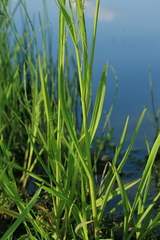 Glyceria arundinacea
